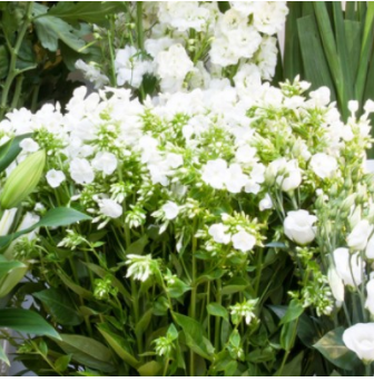 Foto de Bloom Blessing