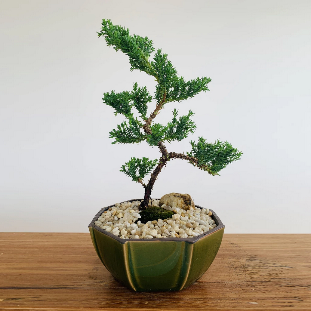 Foto de Bonsai Boy