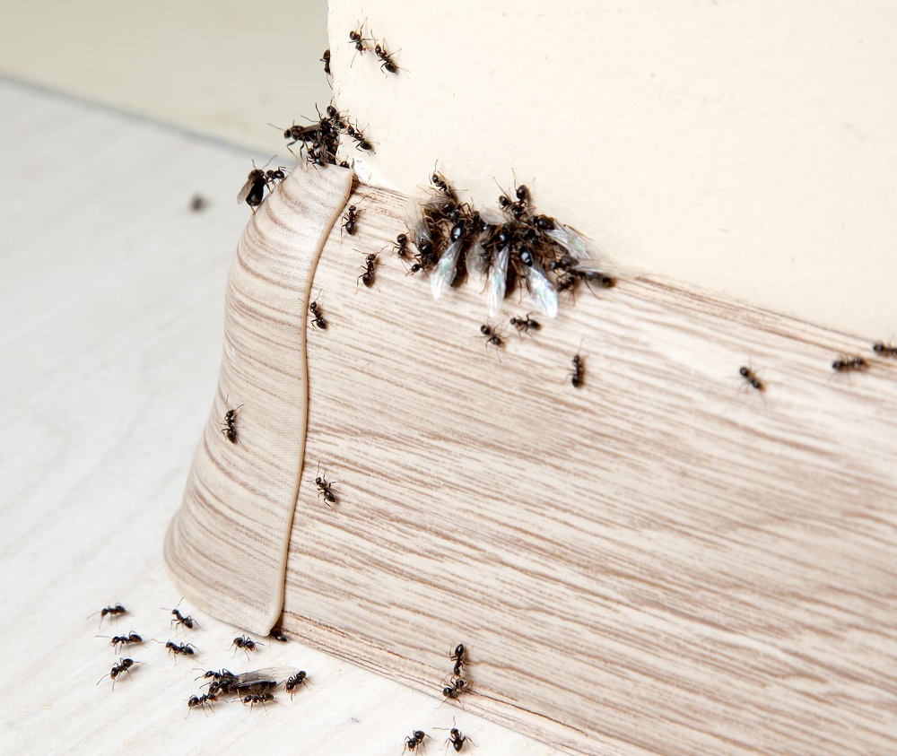 Fotos de Defender Pest Control Specialists