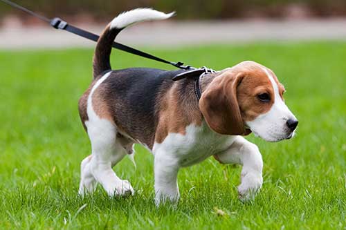 Foto de Dog Walkers Eastern Suburbs