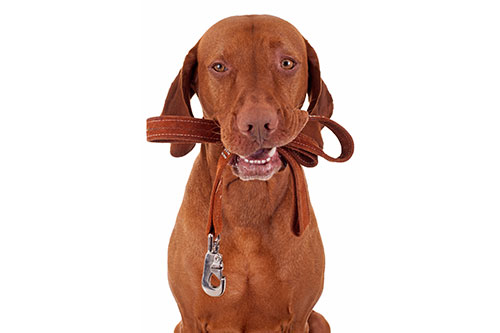 Fotos de Dog Walkers Eastern Suburbs