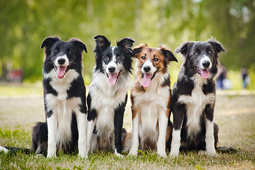 Foto de Dog Walkers Eastern Suburbs Sydney