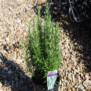 Foto de Get Green (Aus)