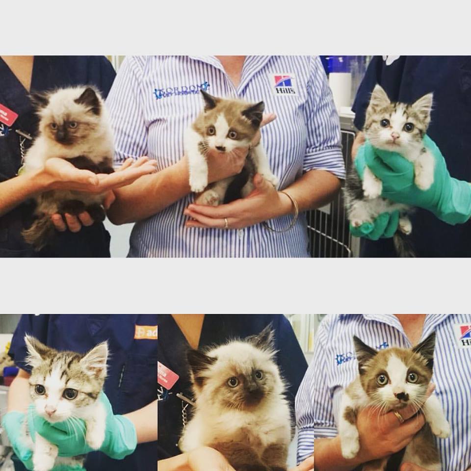 Fotos de Gordon Vet Hospital