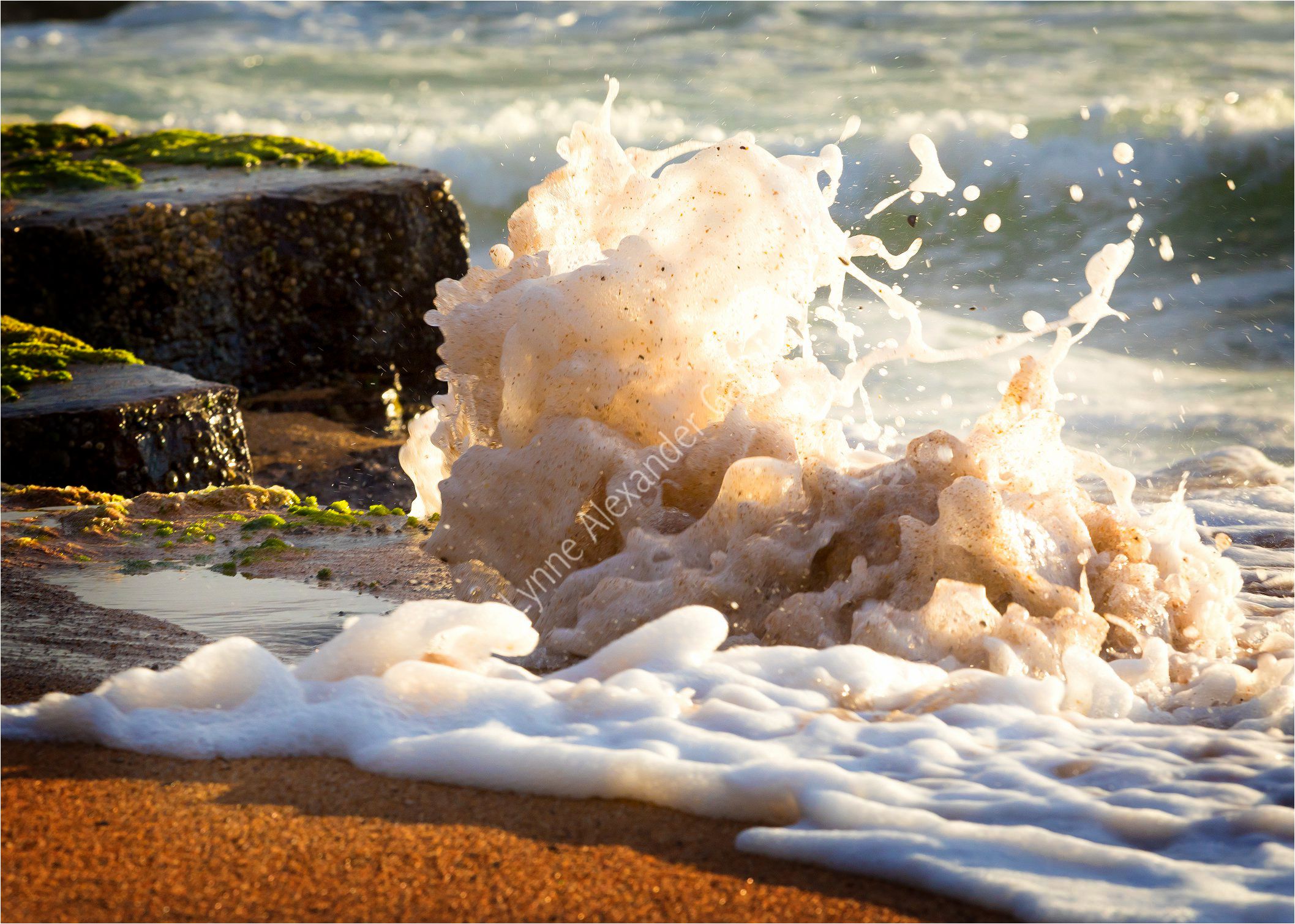 Fotos de Lynne Alexander Gallery