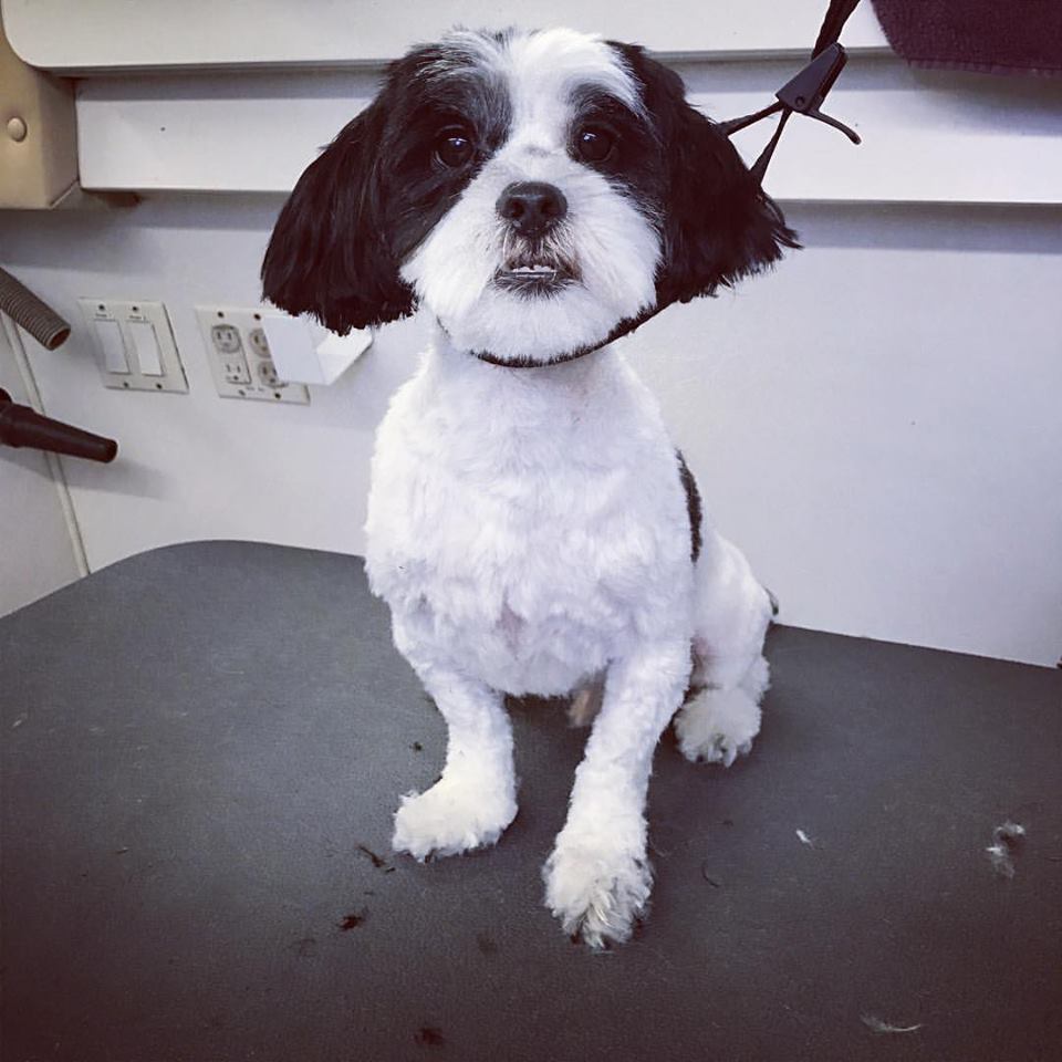 Mobile Dog Grooming Brisbane