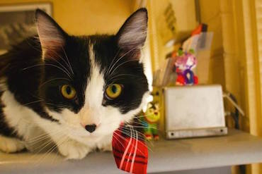 Foto de Lane Cove Vet Hospital - Preventative Care, Surgery, Behaviour & Training