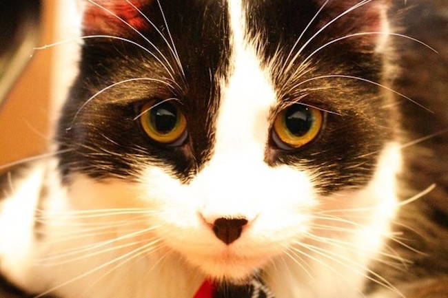 Fotos de Lane Cove Vet Hospital - Preventative Care, Surgery, Behaviour & Training