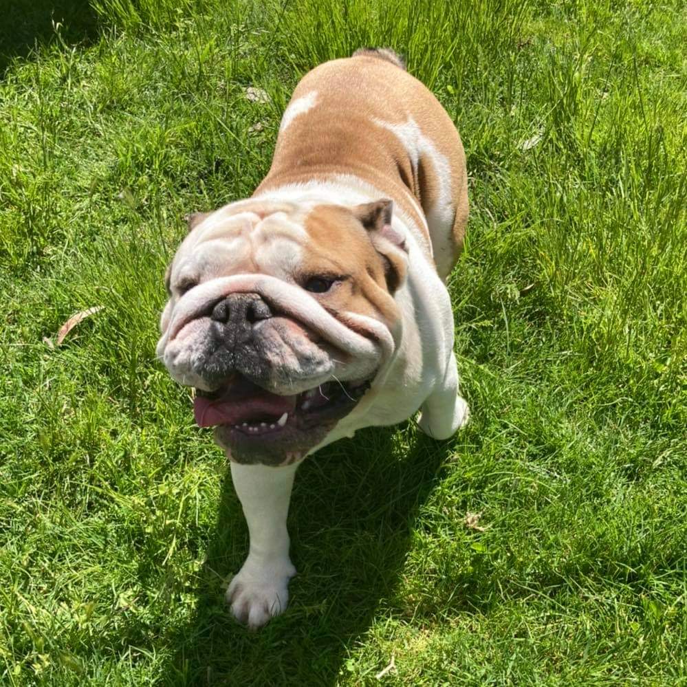 Yarrambat Kennels Nillumbik