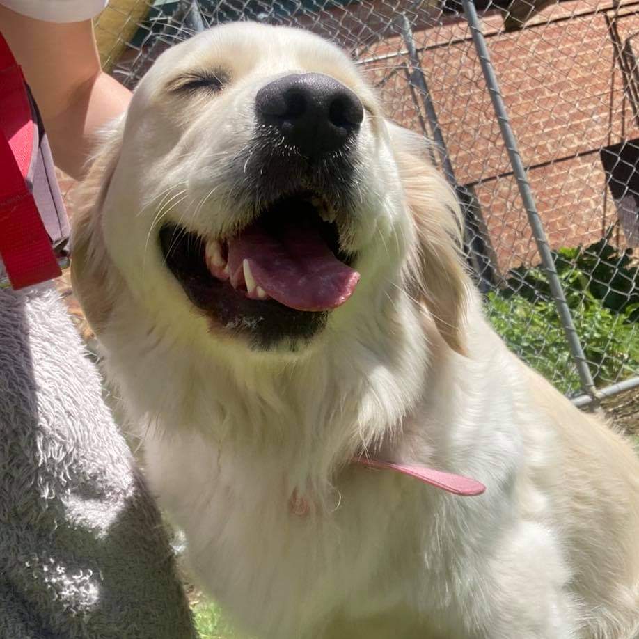 Foto de Yarrambat Kennels